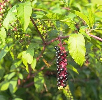 Pokeweed, a common poisonous weed